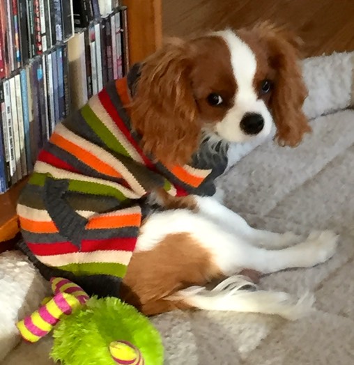 2015-11-19 Tiny in his sweater