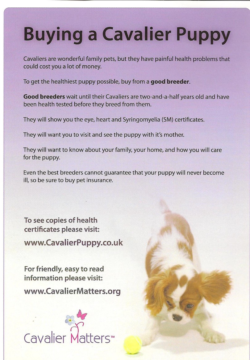 buying-a-cavalier-puppy-flyer