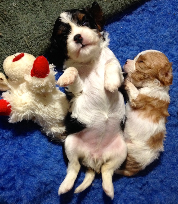 Carly and Tiny and Lambchop