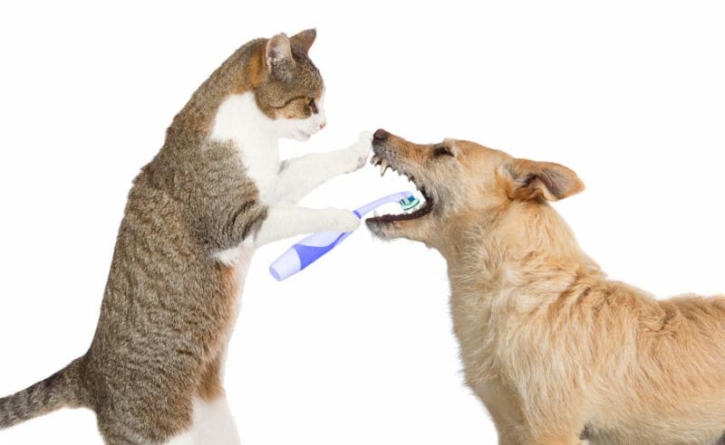 cat-dog-toothbrush