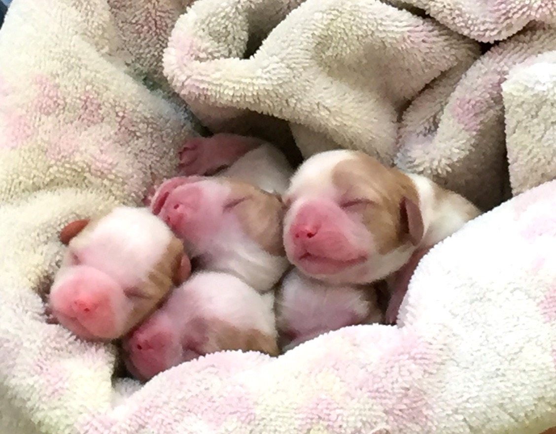 newborn cavalier king charles puppies