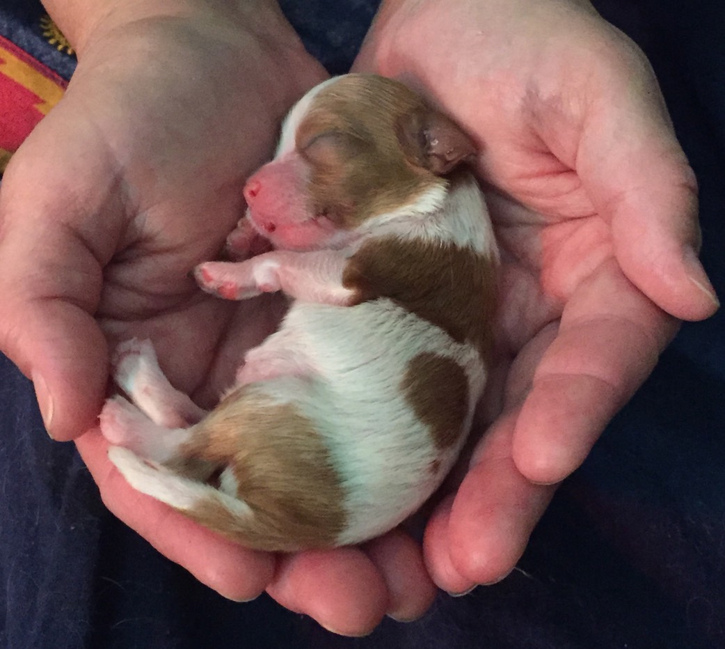 newborn cavalier king charles puppies