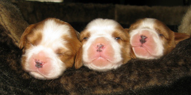 Cavalier King Charles Spaniel puppies available from responsible breeders