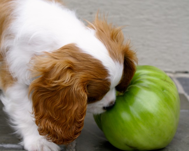 2015-09-13 Tiny and his tomato