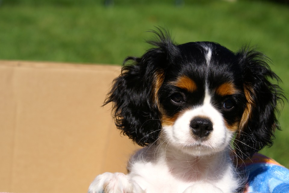 2015-09-24 Puppies Carly in a box