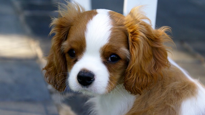 2015-09-24 Puppies Tiny 057