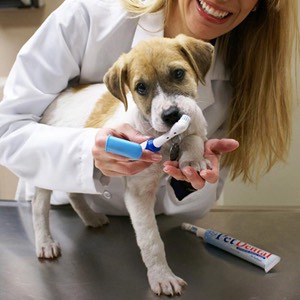 dog-brushing-teeth