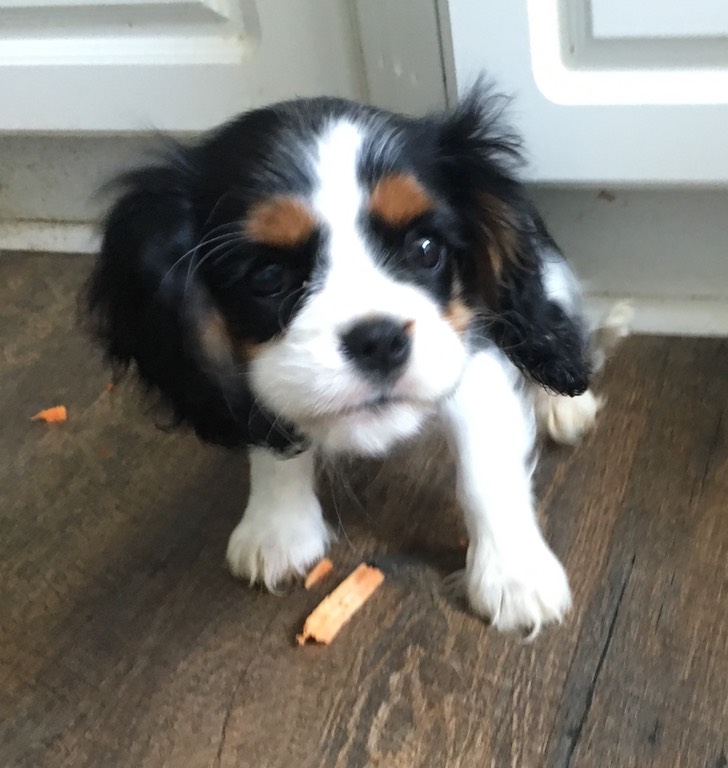 Best dry dog food for cavalier king charles spaniel sale