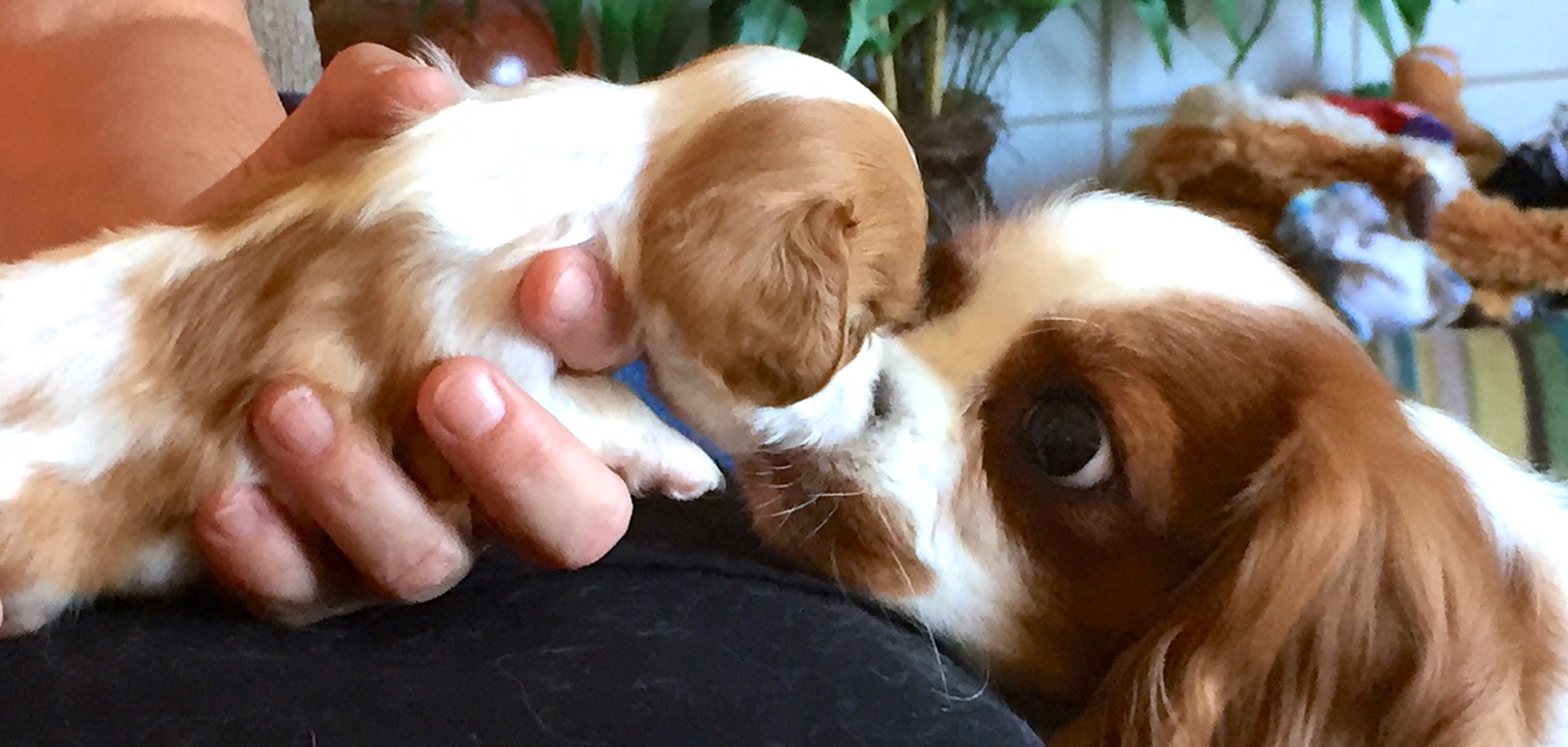 Newborn cavalier sales king charles spaniel