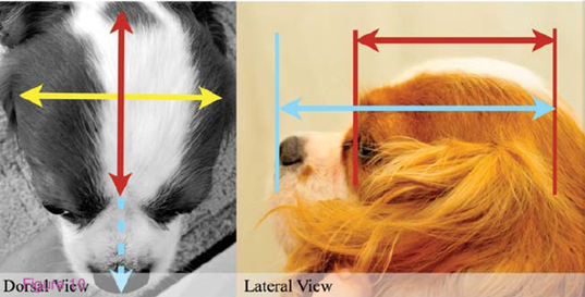 mitchell_cephalic-index