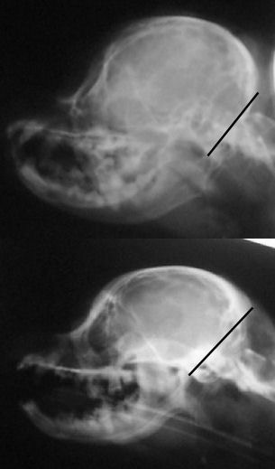 skull xrays back skull comparison and lines