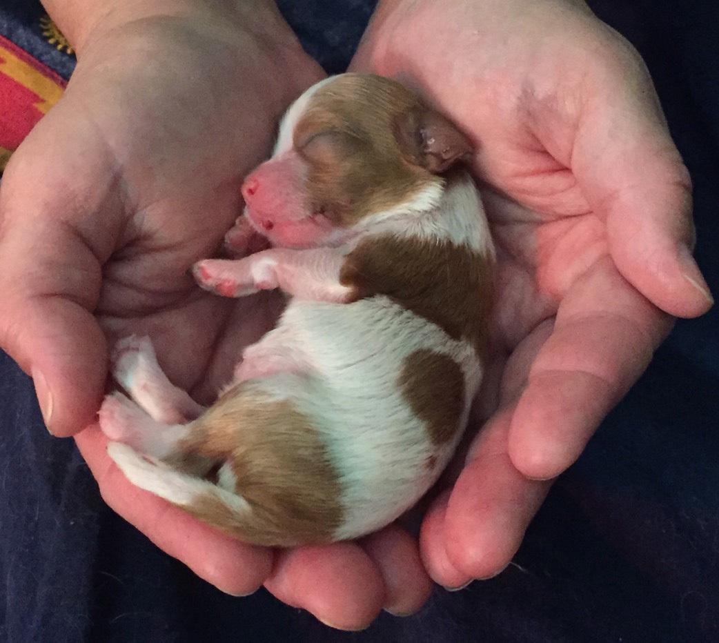 Tiny cavalier sales