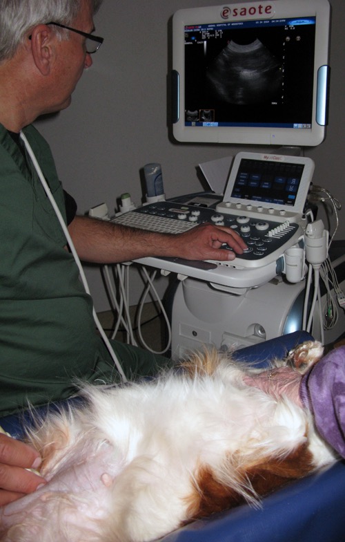 ULTRASOUND