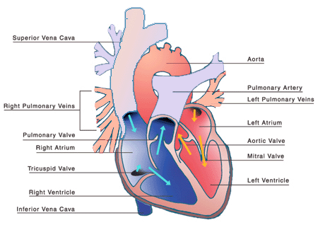 http://www.google.com/url?sa=i&rct=j&q=&esrc=s&source=images&cd=&docid=EOSQXxCDVyLGGM&tbnid=YwaTjejlkNSJuM:&ved=0CAUQjRw&url=http%3A%2F%2Fweb-dvm.net%2Fheartmurmur.html&ei=TEnLUuDGJozMqwH284CoAg&bvm=bv.58187178,d.b2I&psig=AFQjCNH6_grHQOggoNHXu8bzjNWCnD4kNg&ust=1389140673372578